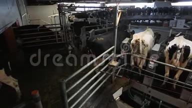 奶牛在现代农场挤奶。 奶牛厂的奶牛。 加工挤奶奶牛.. 挤奶机上的奶牛。 自动化